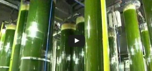 petrole d'algue du futur